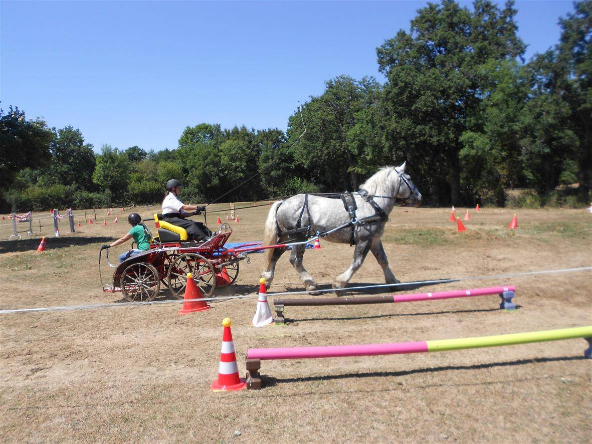Stallion Percheron For sale 2017 Grey