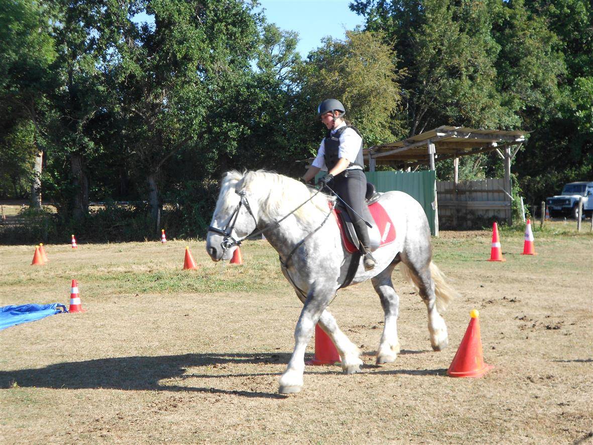 Stallion Percheron For sale 2017 Grey