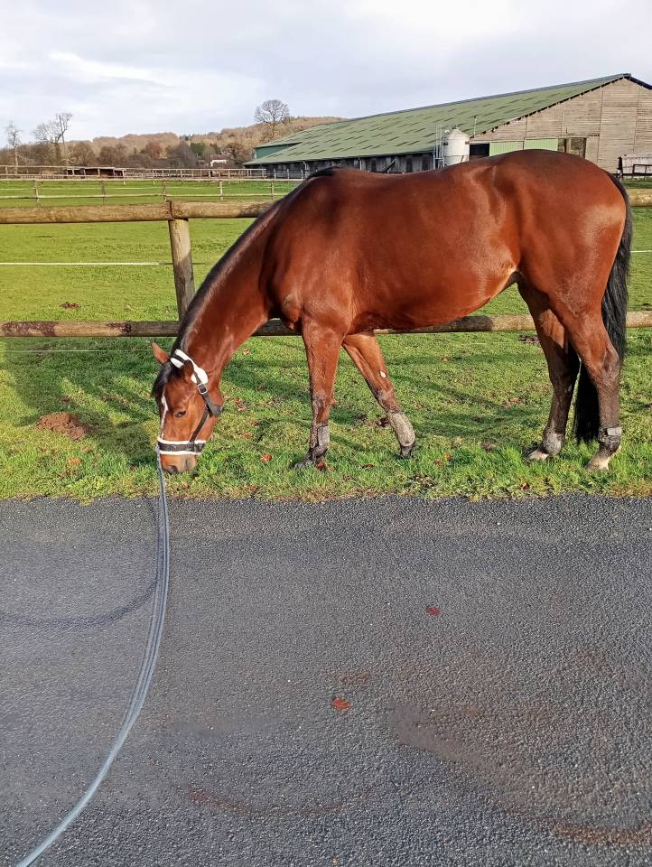 Mare Selle Fran&ccedil;ais For sale 2021 Bay