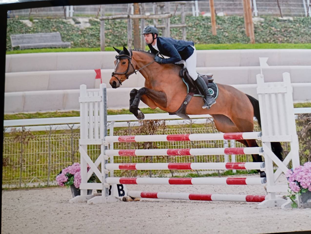 Mare Selle Fran&ccedil;ais For sale 2021 Bay