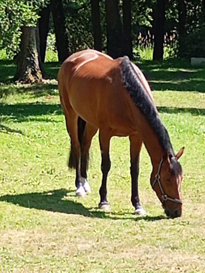 Mare Selle Fran&ccedil;ais For sale 2021 Bay