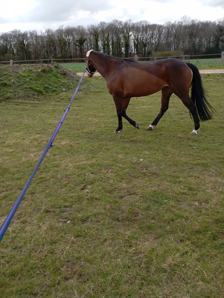 Mare Selle Fran&ccedil;ais For sale 2021 Bay