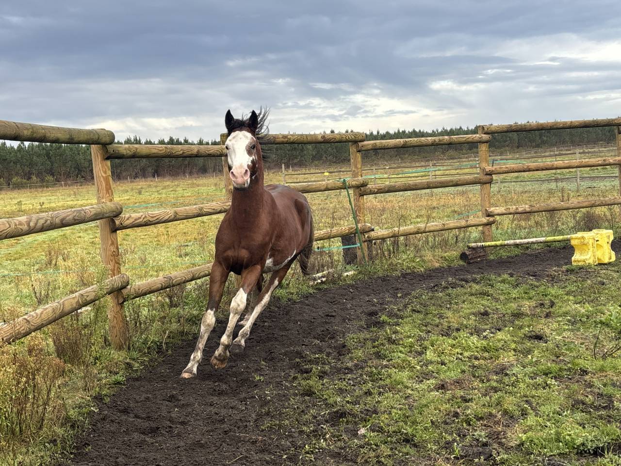 Legend du jip jap - Arabian 2021 by KHAUSE A SCENE