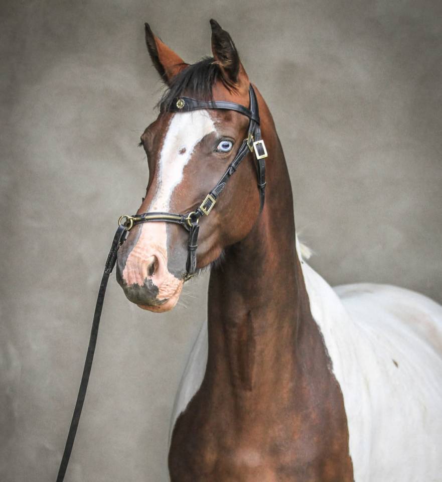 Broodmare Oldenburg For sale 2015 Tobiano