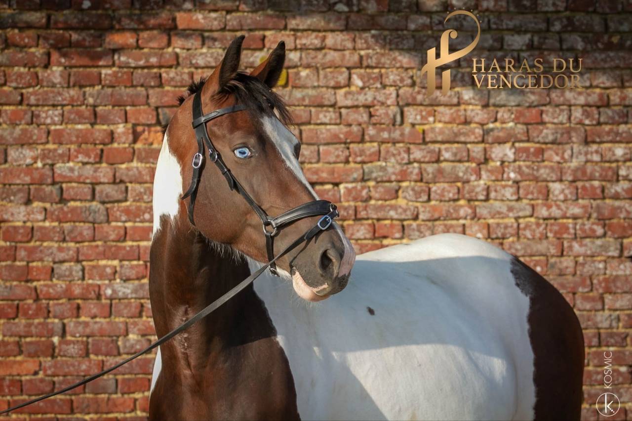 Broodmare Oldenburg For sale 2015 Tobiano