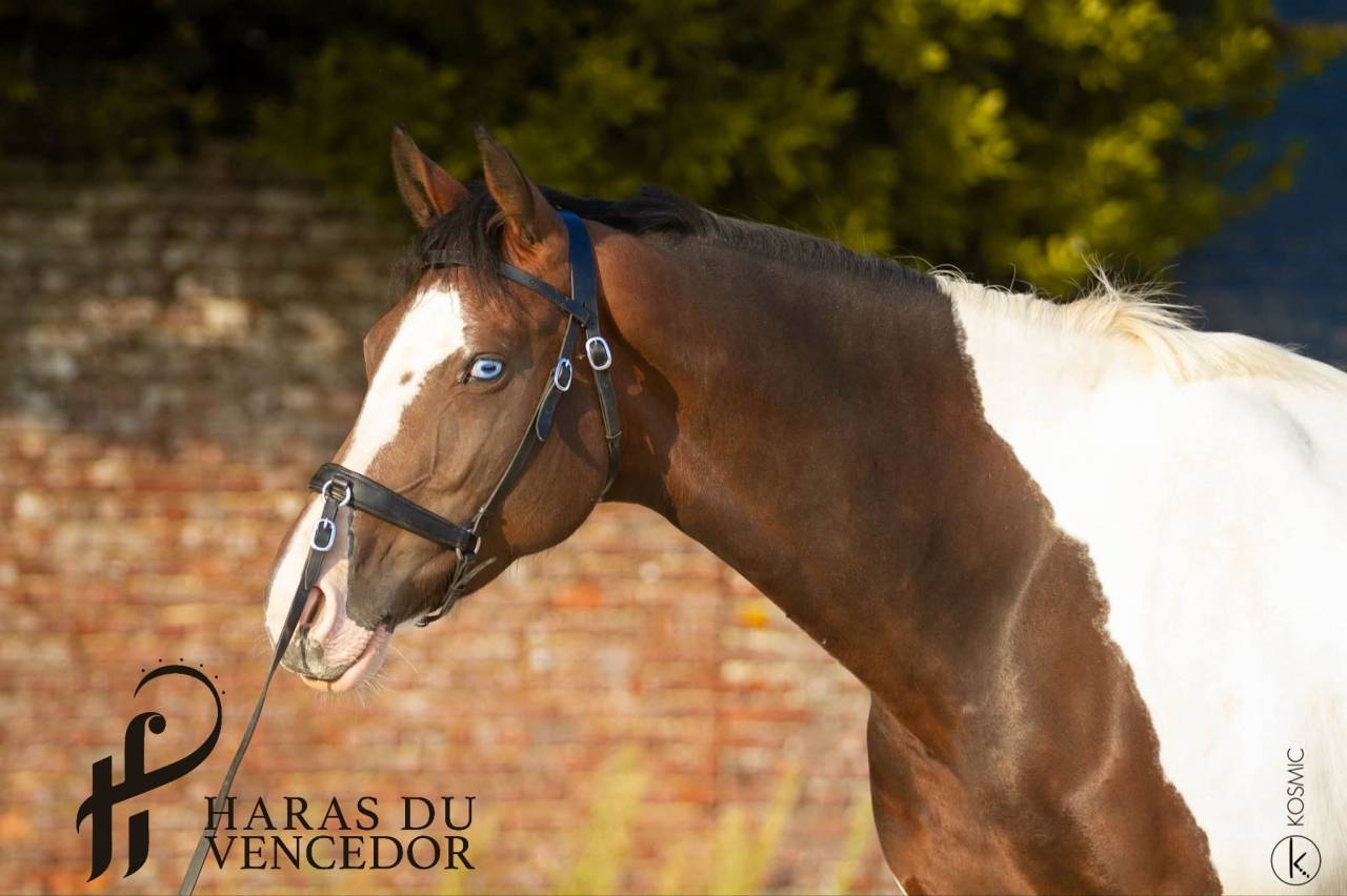Broodmare Oldenburg For sale 2015 Tobiano