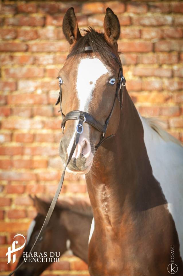 Broodmare Oldenburg For sale 2015 Tobiano