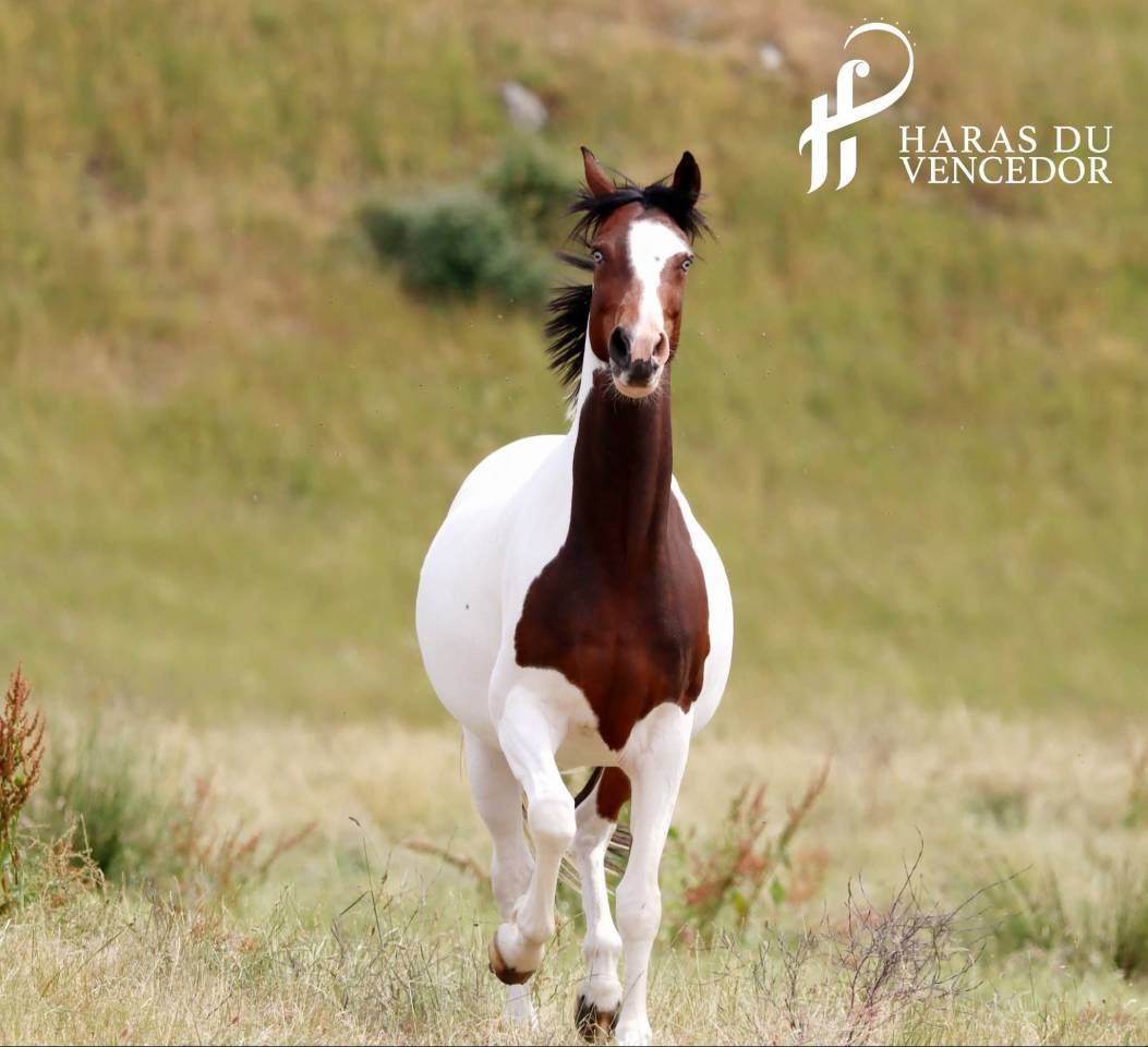Broodmare Oldenburg For sale 2015 Tobiano