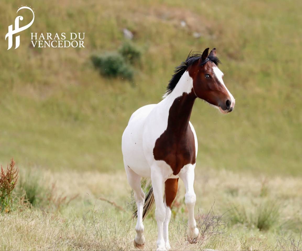 Broodmare Oldenburg For sale 2015 Tobiano
