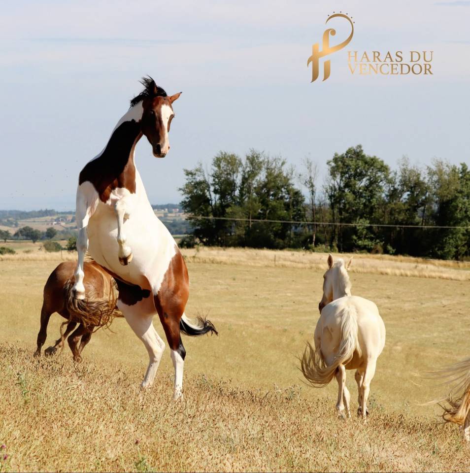 Broodmare Oldenburg For sale 2015 Tobiano