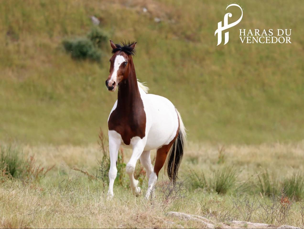 Broodmare Oldenburg For sale 2015 Tobiano