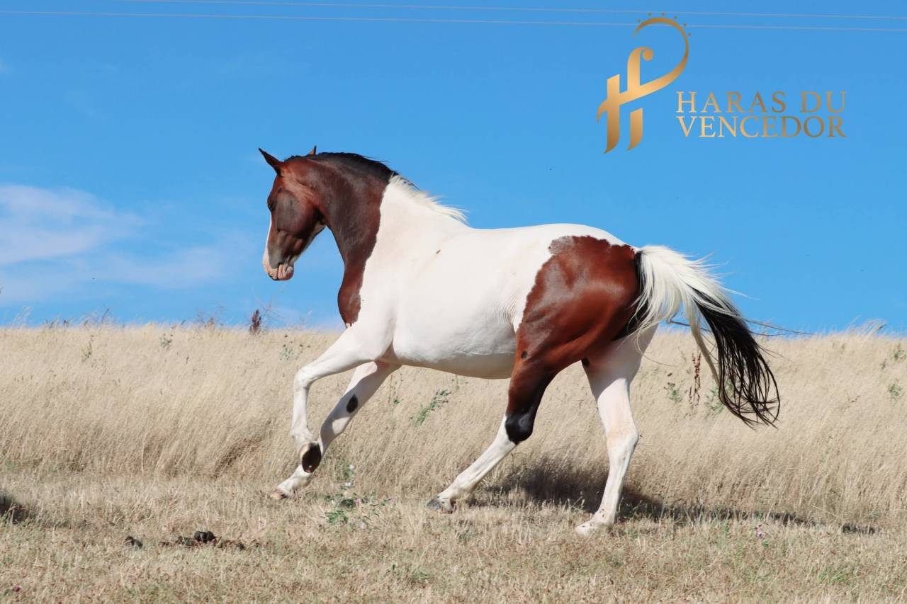 Broodmare Oldenburg For sale 2015 Tobiano