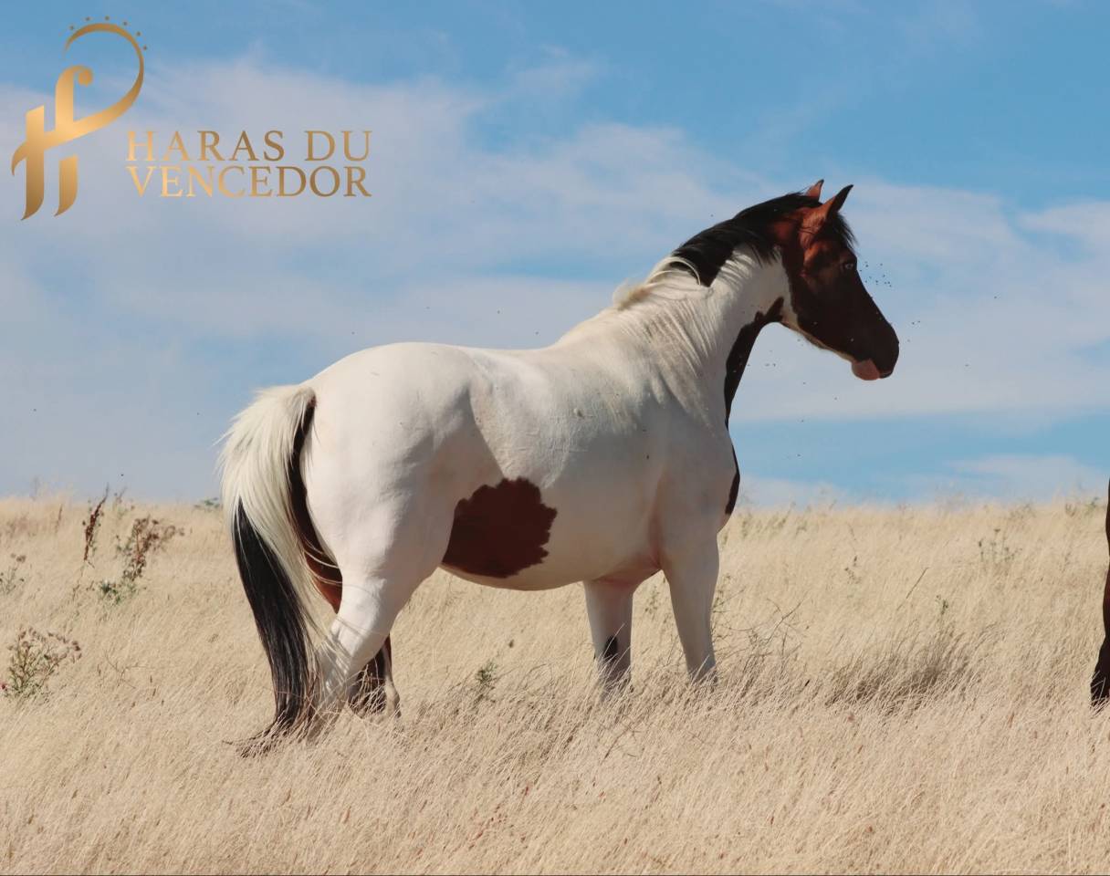 Broodmare Oldenburg For sale 2015 Tobiano