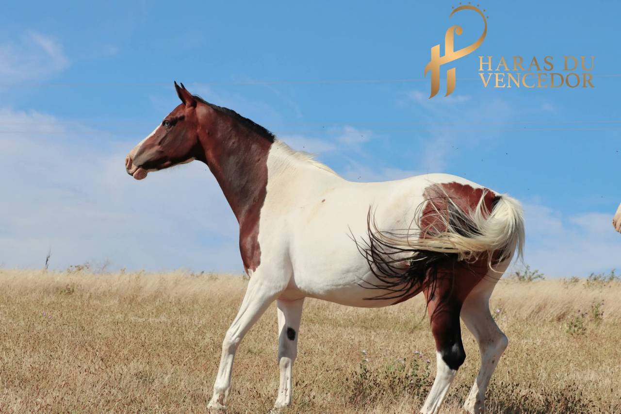 Broodmare Oldenburg For sale 2015 Tobiano