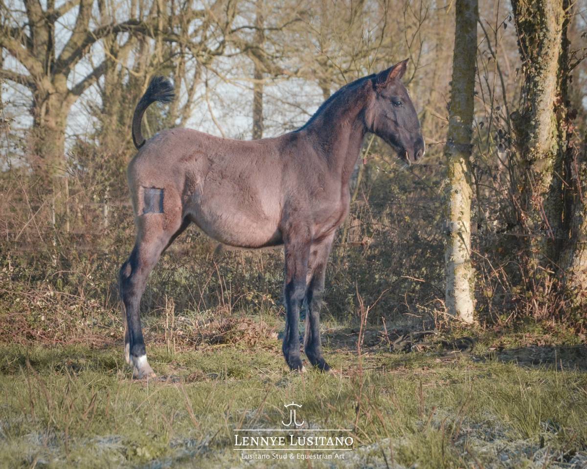 Filly Lusitano For sale 2025 Grullo