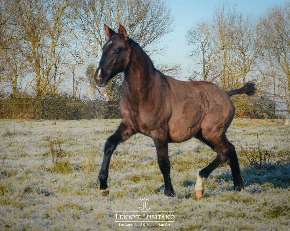 Filly Lusitano For sale 2025 Grullo
