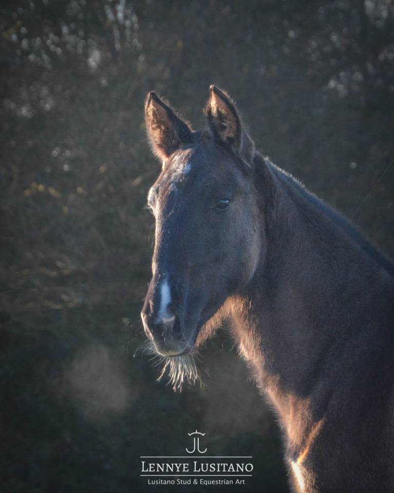 Filly Lusitano For sale 2025 Grullo