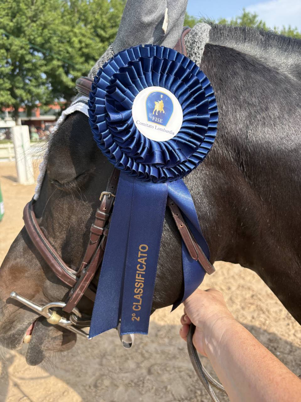 Stallion Connemara For sale 2013 Bay