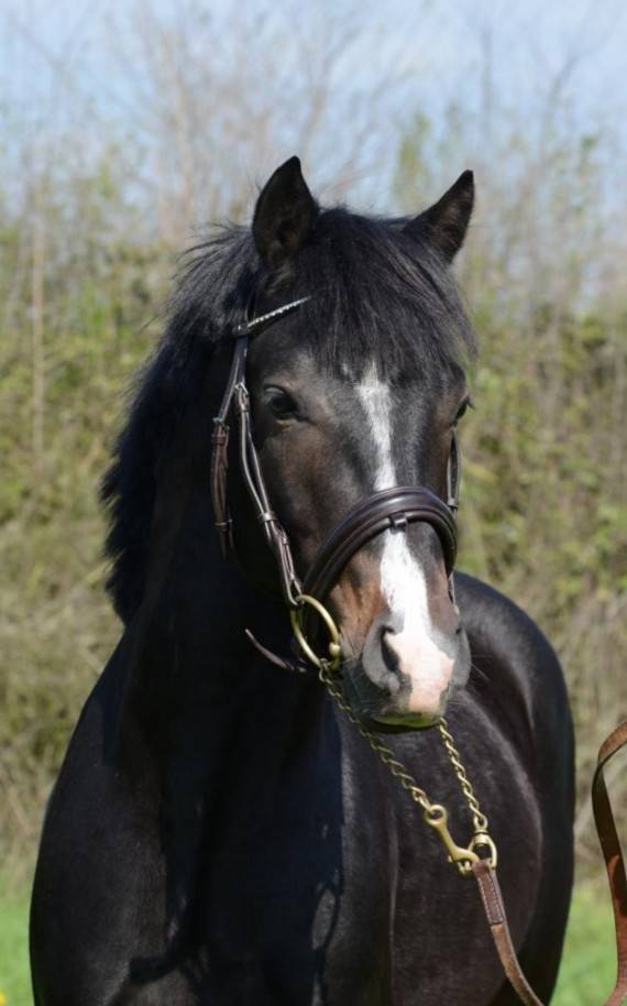 Stallion Connemara For sale 2013 Bay