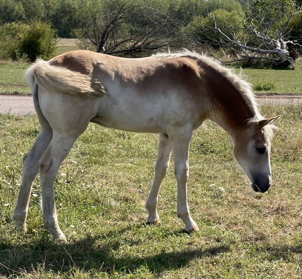 Filly Haflinger For sale 2025 Chesnut