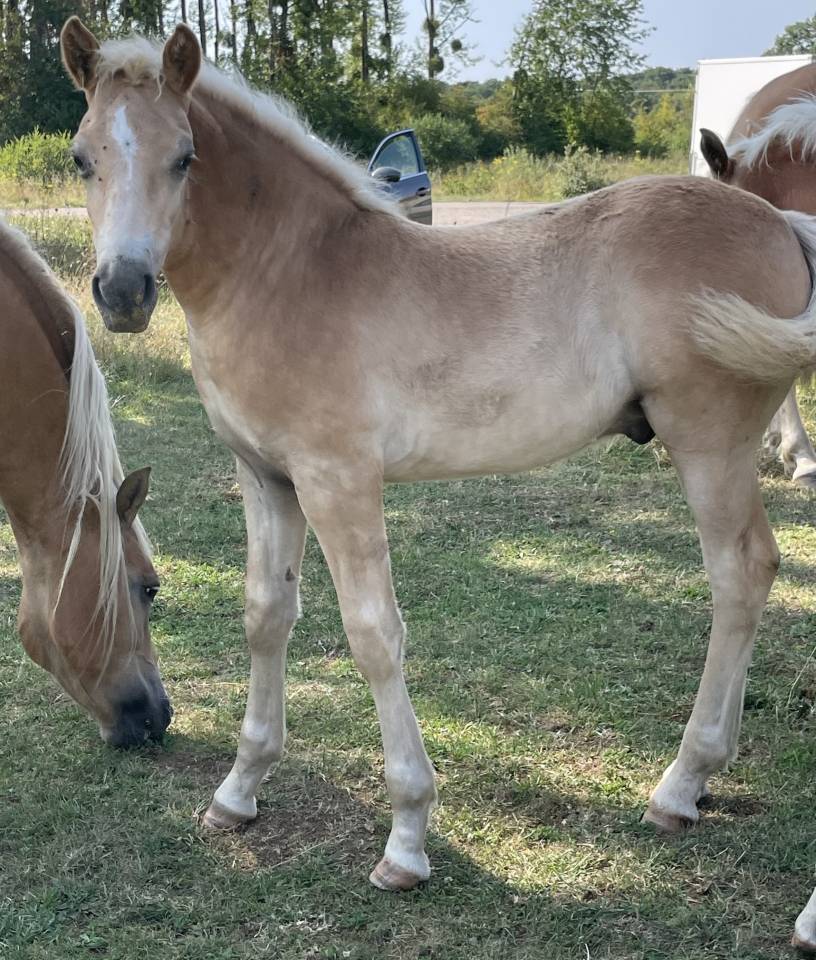 Filly Haflinger For sale 2025 Chesnut
