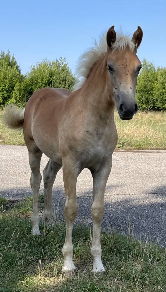 Filly Haflinger For sale 2025 Chesnut