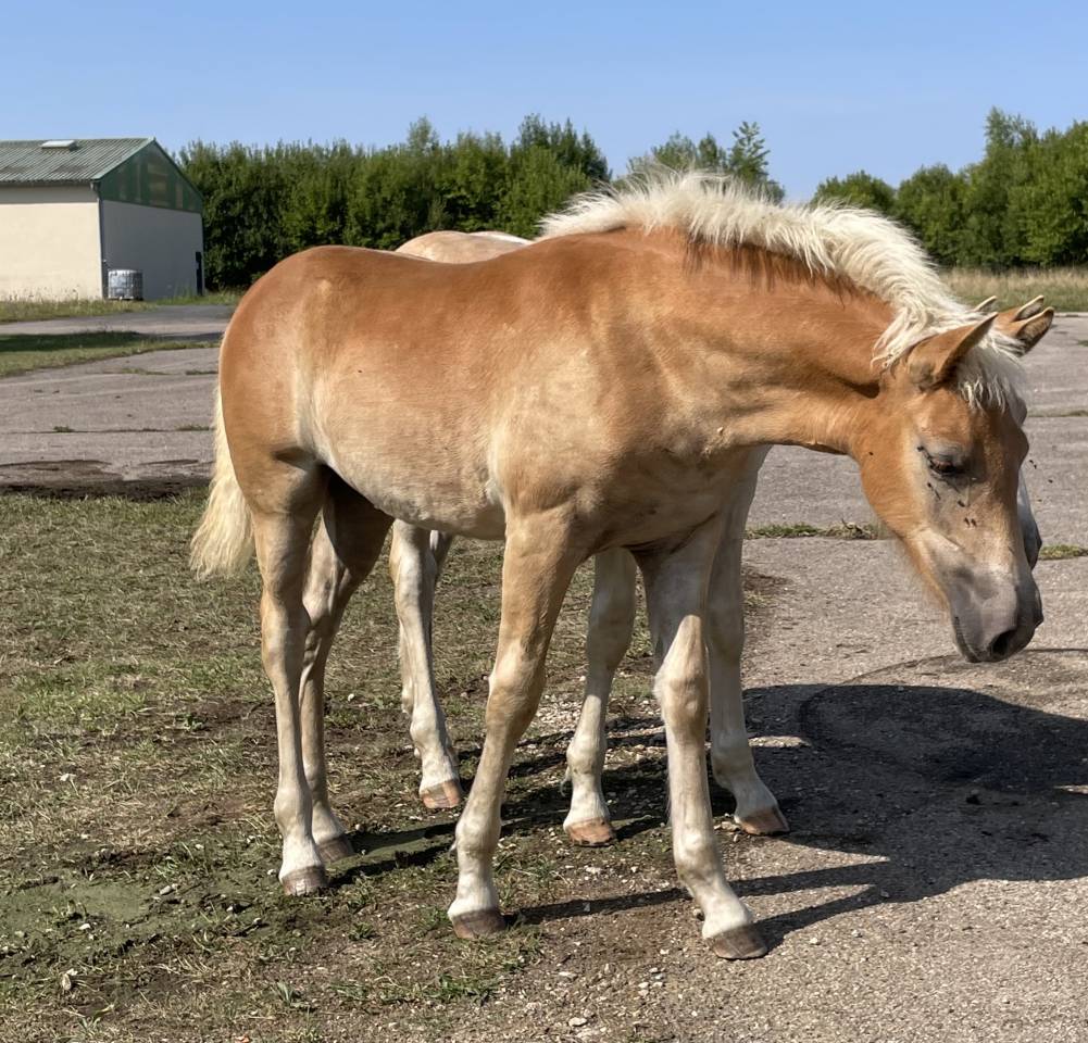 Filly Haflinger For sale 2025 Chesnut