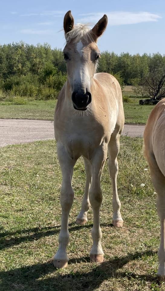 Filly Haflinger For sale 2025 Chesnut