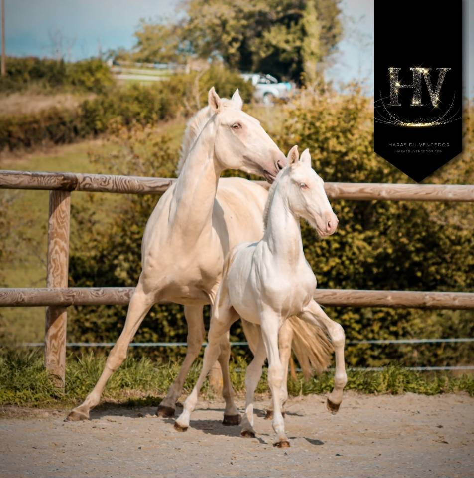 Colt Lusitano For sale 2025 Cream