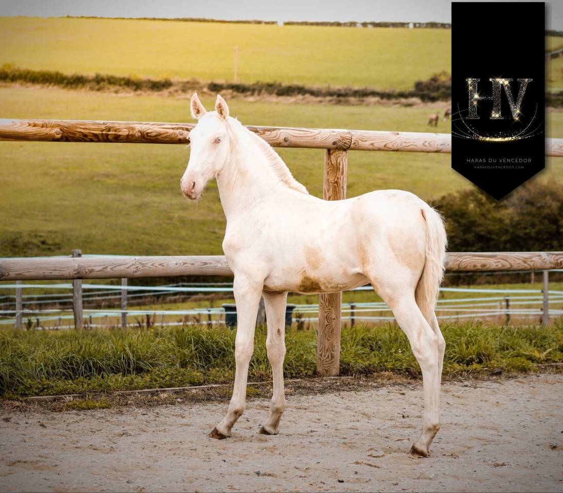 Colt Lusitano For sale 2025 Cream
