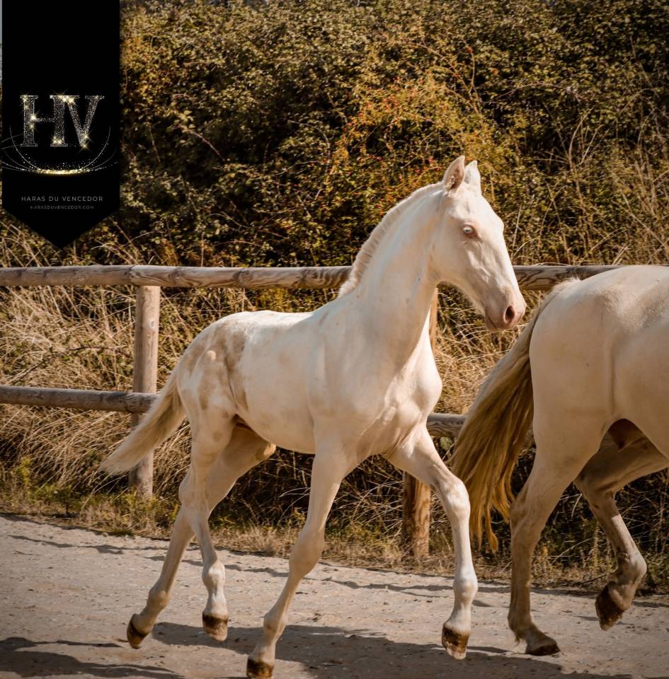 Colt Lusitano For sale 2025 Cream