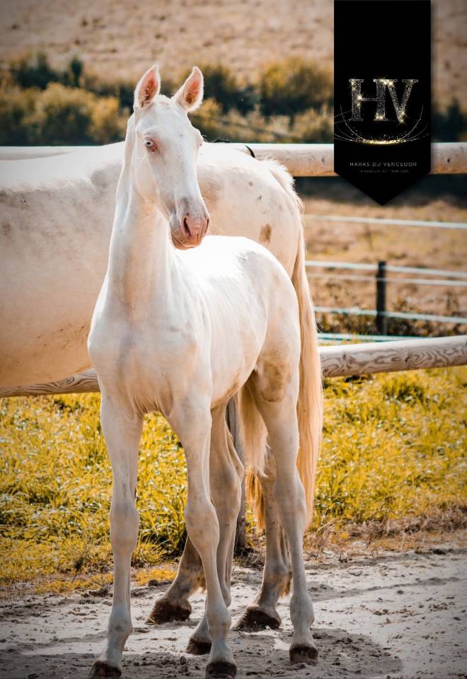 Colt Lusitano For sale 2025 Cream