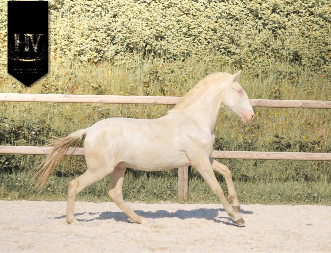 Colt Lusitano For sale 2025 Cream