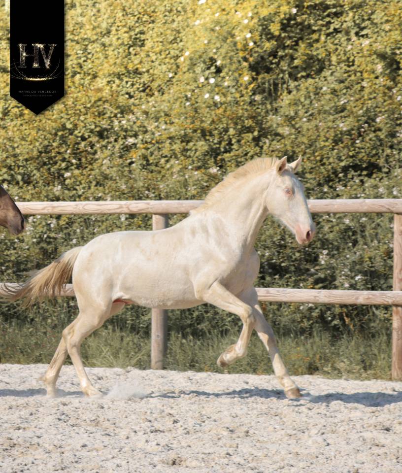 Colt Lusitano For sale 2025 Cream