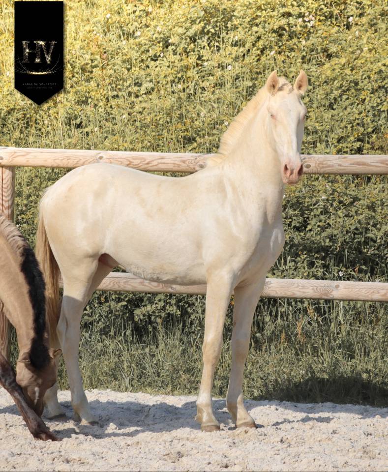 Colt Lusitano For sale 2025 Cream