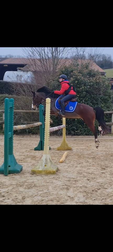Mare French Saddle Pony For sale 2019 Bay