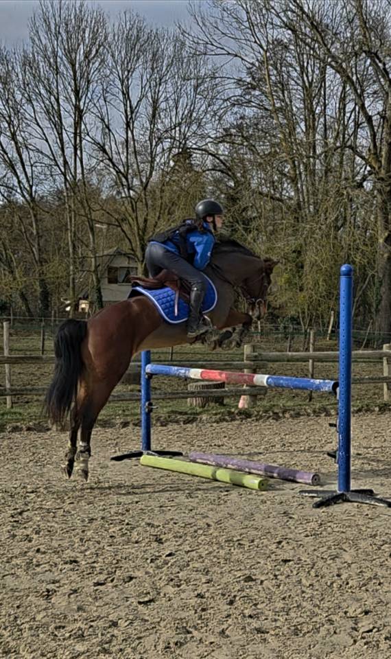 Mare French Saddle Pony For sale 2019 Bay