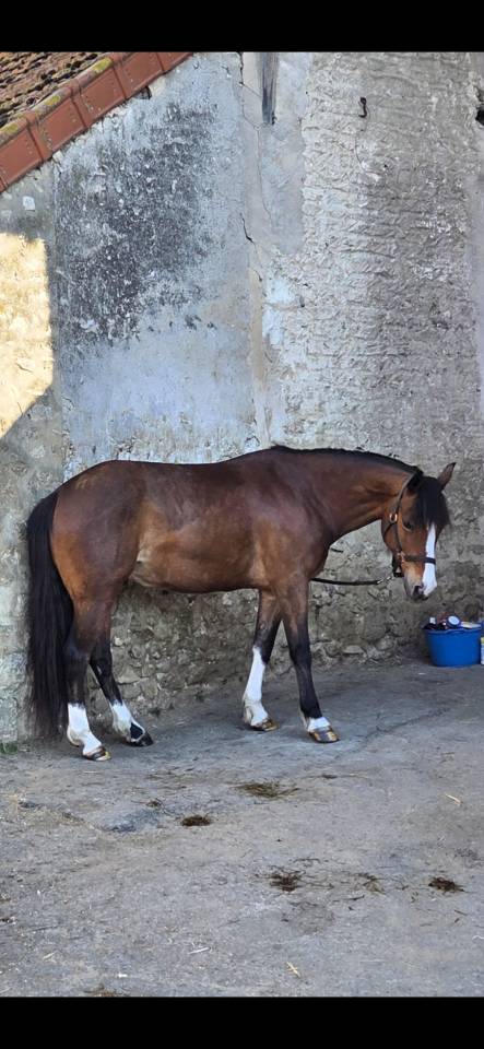Mare French Saddle Pony For sale 2019 Bay