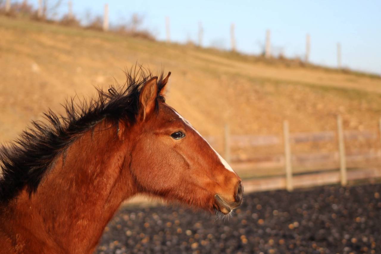 Gelding PRE Pure Spanish Bred For sale 2025 Bay