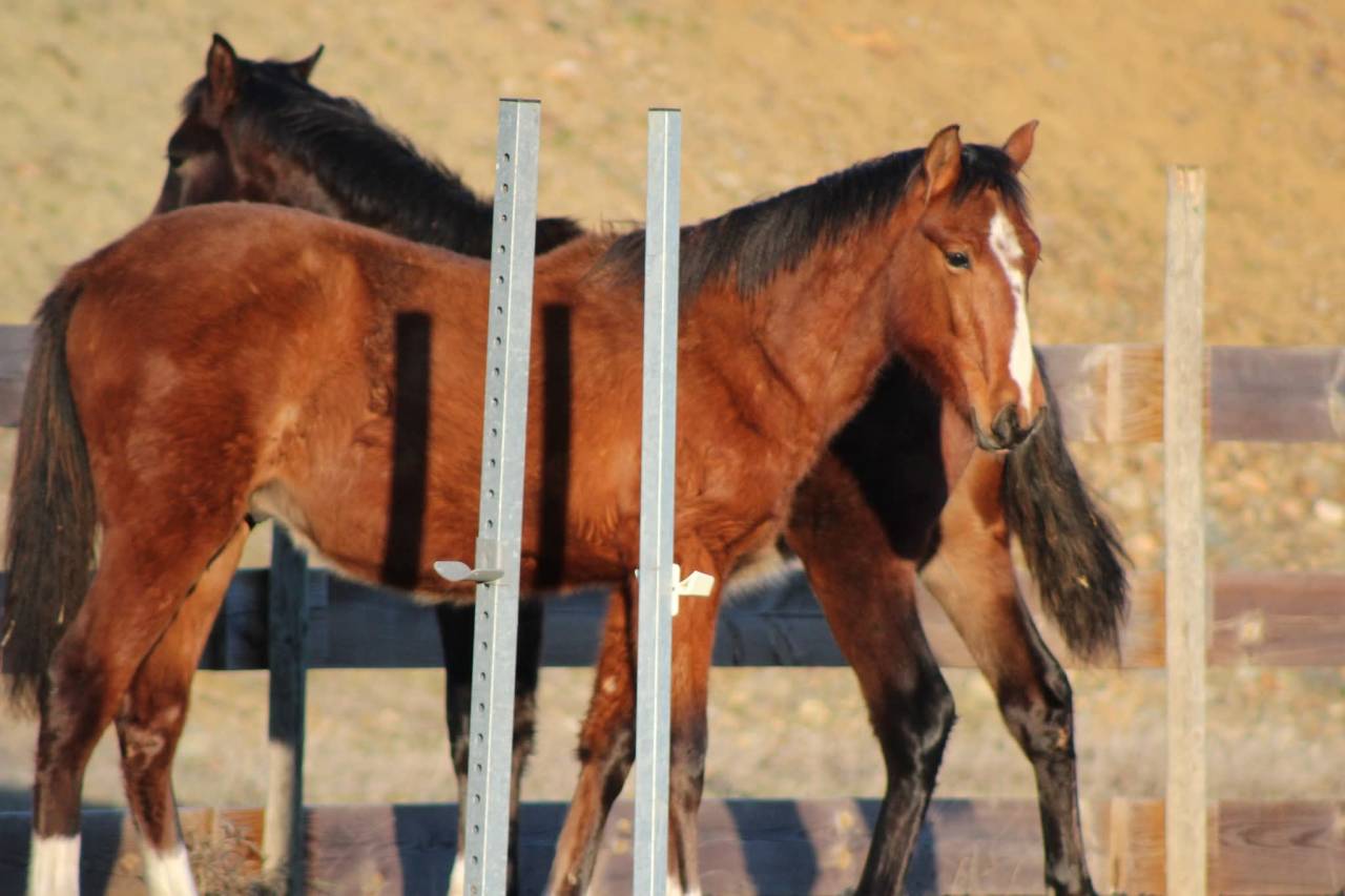 Gelding PRE Pure Spanish Bred For sale 2025 Bay