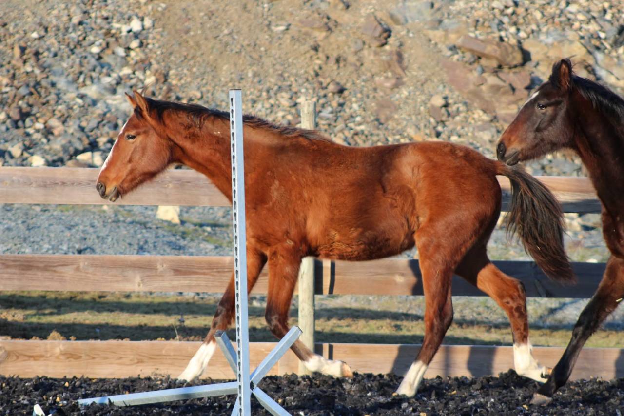 Gelding PRE Pure Spanish Bred For sale 2025 Bay