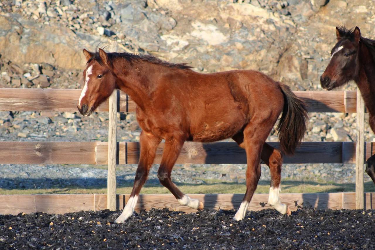 Gelding PRE Pure Spanish Bred For sale 2025 Bay