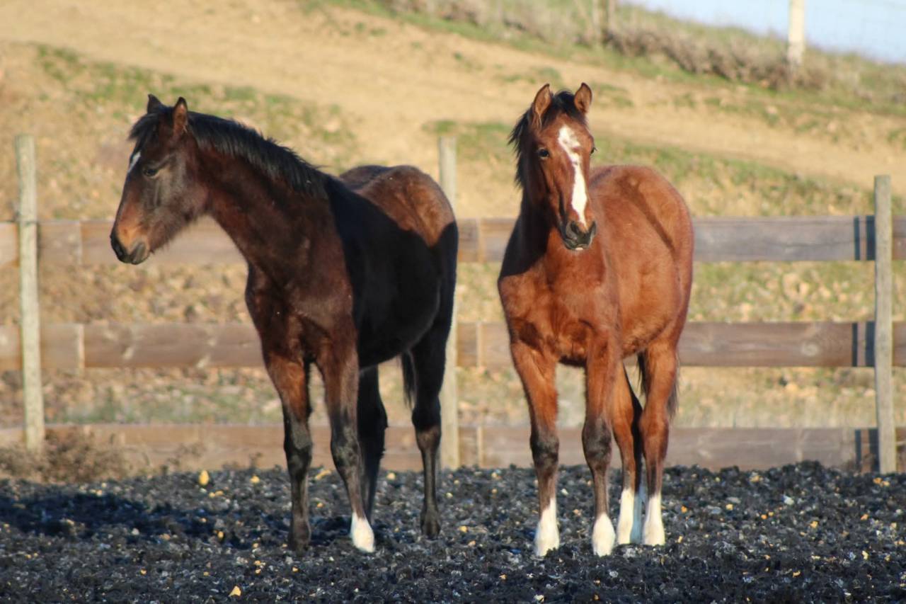 Gelding PRE Pure Spanish Bred For sale 2025 Bay