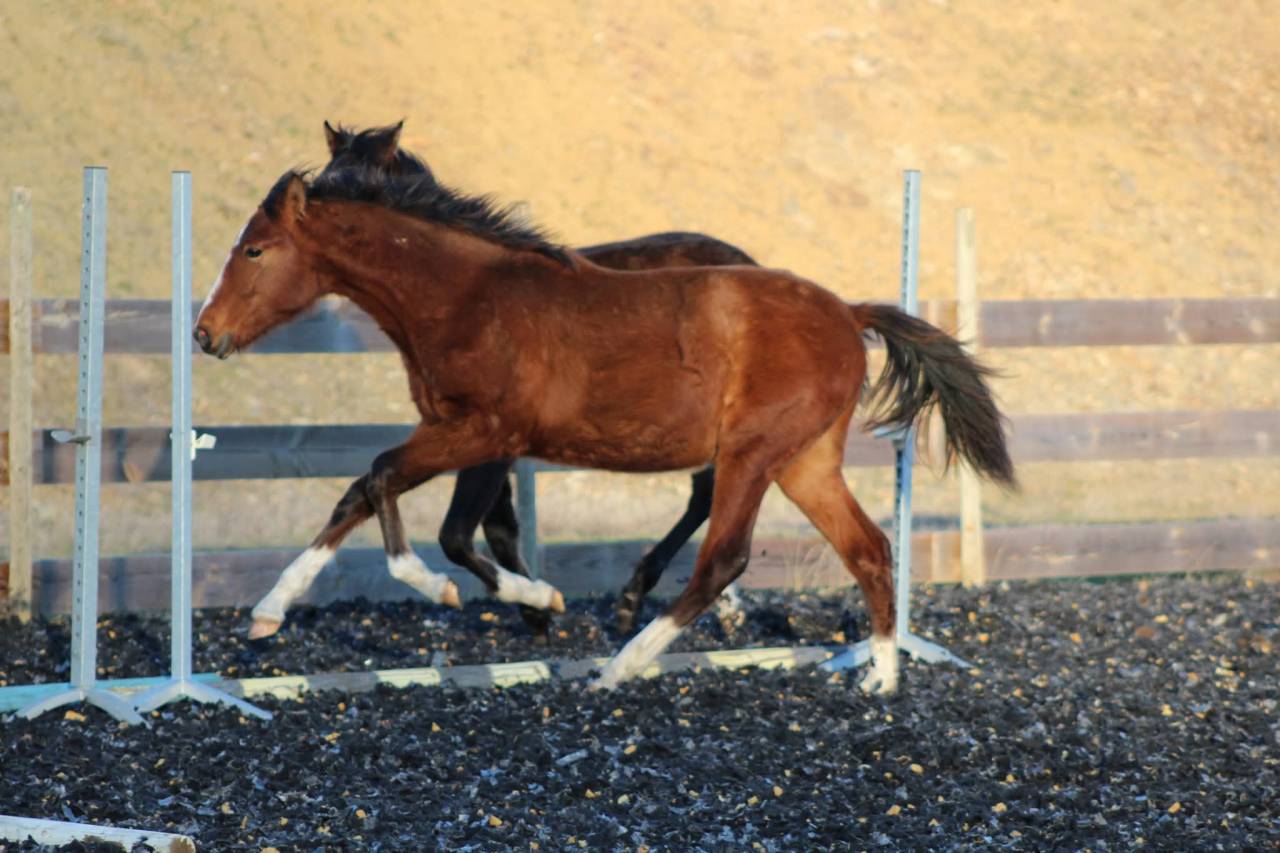 Gelding PRE Pure Spanish Bred For sale 2025 Bay