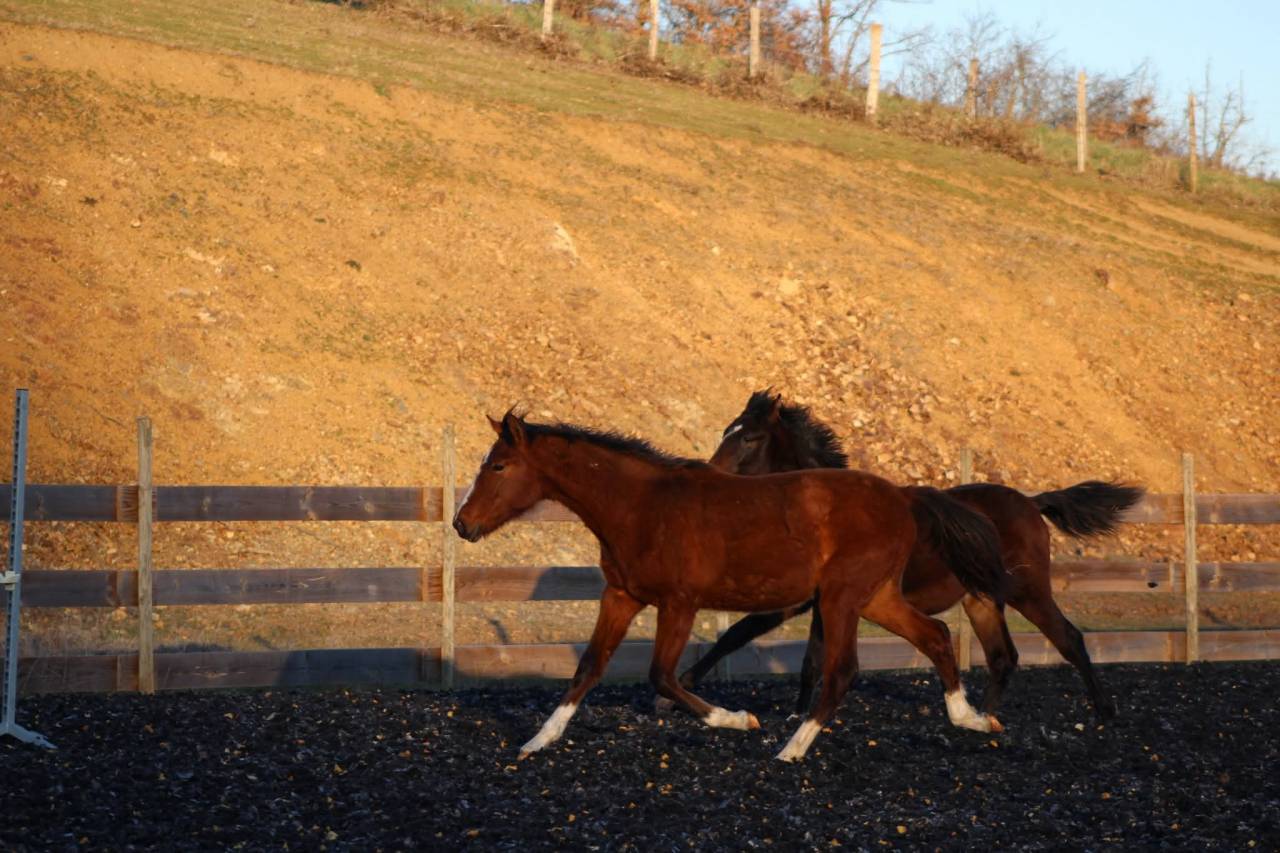 Gelding PRE Pure Spanish Bred For sale 2025 Bay