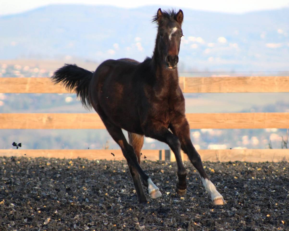 Gelding PRE Pure Spanish Bred For sale 2025 Bay