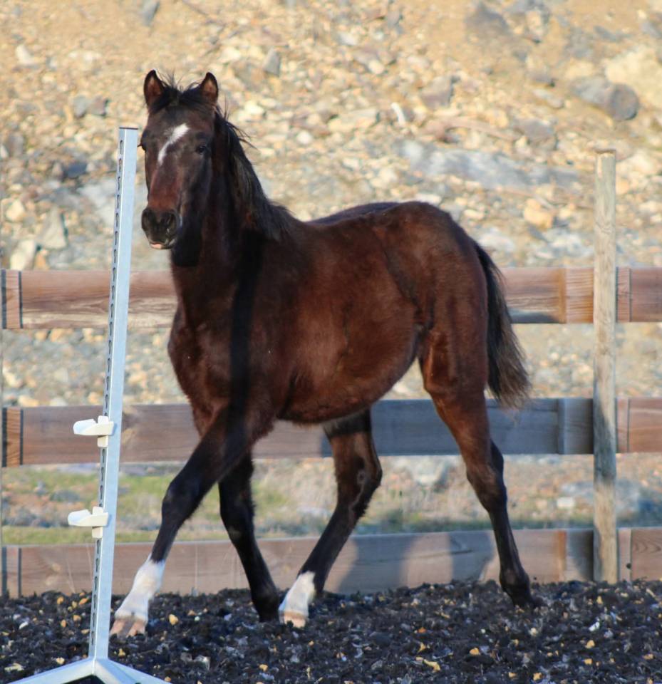 Gelding PRE Pure Spanish Bred For sale 2025 Bay