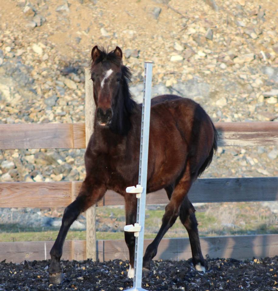 Gelding PRE Pure Spanish Bred For sale 2025 Bay