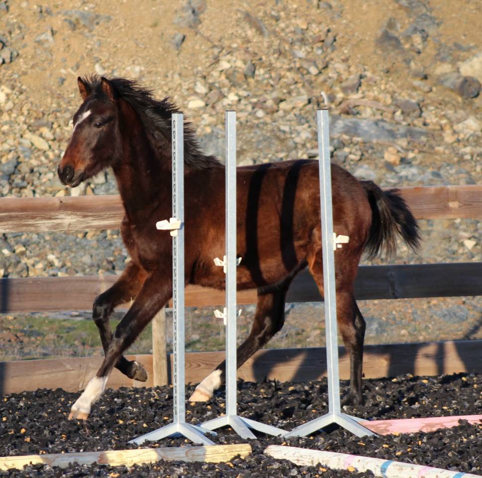 Gelding PRE Pure Spanish Bred For sale 2025 Bay