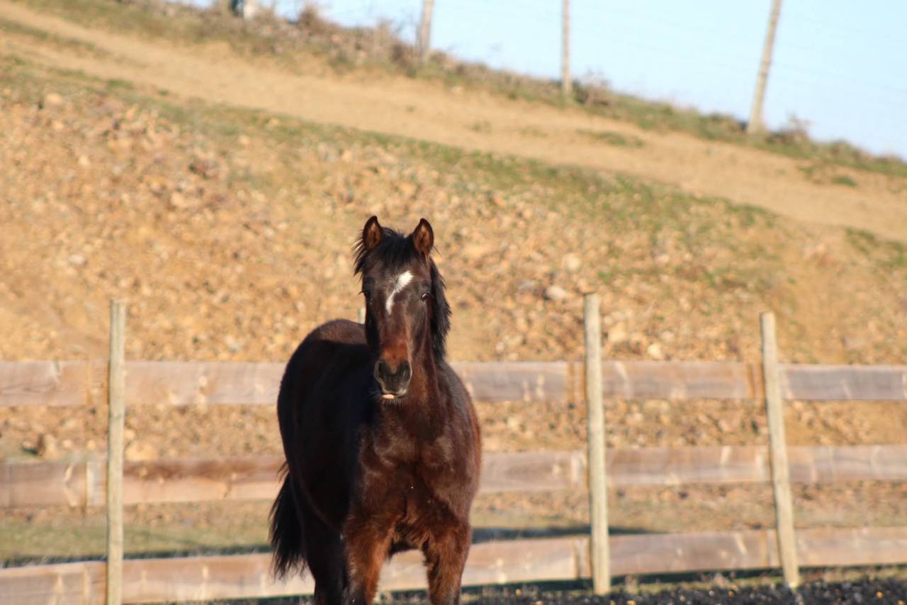 Gelding PRE Pure Spanish Bred For sale 2025 Bay
